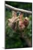 Three-Toed Sloth (Bradypus tridactylus) hanging on branch, Sarapiqui, Costa Rica-null-Mounted Photographic Print