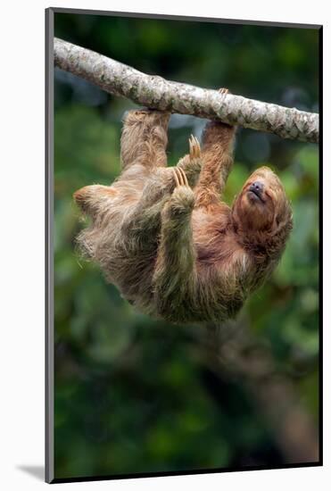 Three-Toed Sloth (Bradypus tridactylus) hanging on branch, Sarapiqui, Costa Rica-null-Mounted Photographic Print