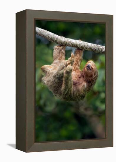 Three-Toed Sloth (Bradypus tridactylus) hanging on branch, Sarapiqui, Costa Rica-null-Framed Premier Image Canvas