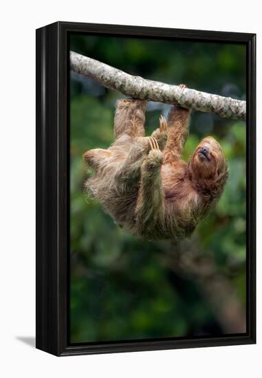 Three-Toed Sloth (Bradypus tridactylus) hanging on branch, Sarapiqui, Costa Rica-null-Framed Premier Image Canvas