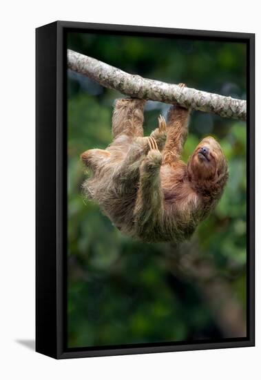 Three-Toed Sloth (Bradypus tridactylus) hanging on branch, Sarapiqui, Costa Rica-null-Framed Premier Image Canvas