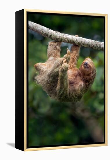 Three-Toed Sloth (Bradypus tridactylus) hanging on branch, Sarapiqui, Costa Rica-null-Framed Premier Image Canvas
