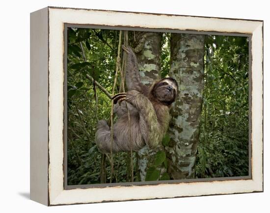 Three-Toed Sloth (Bradypus Variegatus) Perezoso De Tres Dedos, Cahuita, Caribe, Costa Rica-Andres Morya Hinojosa-Framed Premier Image Canvas