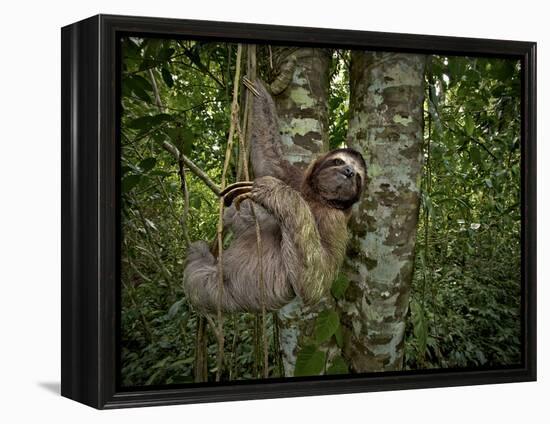 Three-Toed Sloth (Bradypus Variegatus) Perezoso De Tres Dedos, Cahuita, Caribe, Costa Rica-Andres Morya Hinojosa-Framed Premier Image Canvas
