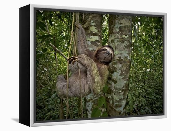 Three-Toed Sloth (Bradypus Variegatus) Perezoso De Tres Dedos, Cahuita, Caribe, Costa Rica-Andres Morya Hinojosa-Framed Premier Image Canvas