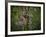 Three-Toed Sloth (Bradypus Variegatus) Perezoso De Tres Dedos, Cahuita, Caribe, Costa Rica-Andres Morya Hinojosa-Framed Photographic Print