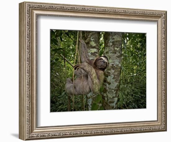 Three-Toed Sloth (Bradypus Variegatus) Perezoso De Tres Dedos, Cahuita, Caribe, Costa Rica-Andres Morya Hinojosa-Framed Photographic Print