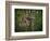 Three-Toed Sloth (Bradypus Variegatus) Perezoso De Tres Dedos, Cahuita, Caribe, Costa Rica-Andres Morya Hinojosa-Framed Photographic Print