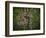 Three-Toed Sloth (Bradypus Variegatus) Perezoso De Tres Dedos, Cahuita, Caribe, Costa Rica-Andres Morya Hinojosa-Framed Photographic Print