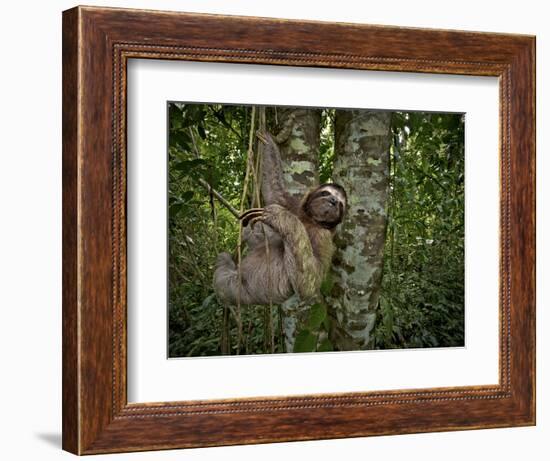 Three-Toed Sloth (Bradypus Variegatus) Perezoso De Tres Dedos, Cahuita, Caribe, Costa Rica-Andres Morya Hinojosa-Framed Photographic Print