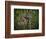 Three-Toed Sloth (Bradypus Variegatus) Perezoso De Tres Dedos, Cahuita, Caribe, Costa Rica-Andres Morya Hinojosa-Framed Photographic Print