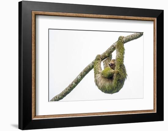 Three-toed sloth hanging from branch, Sarapiqui, Costa Rica-Panoramic Images-Framed Photographic Print