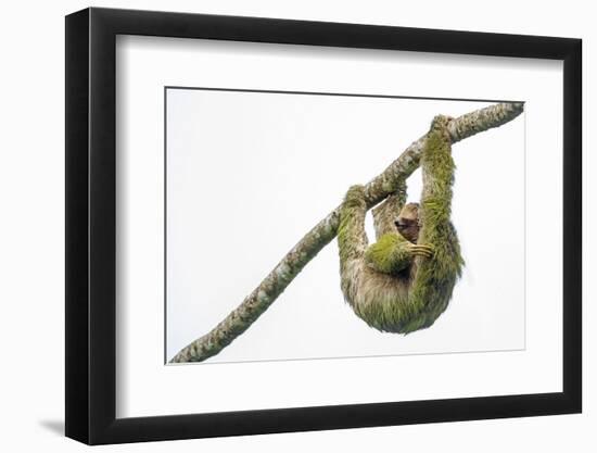 Three-toed sloth hanging from branch, Sarapiqui, Costa Rica-Panoramic Images-Framed Photographic Print