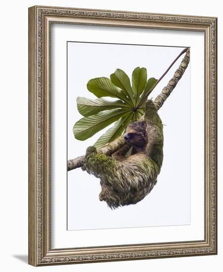 Three-toed sloth hanging from tree, Sarapiqui, Costa Rica-Panoramic Images-Framed Photographic Print