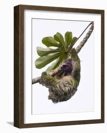Three-toed sloth hanging from tree, Sarapiqui, Costa Rica-Panoramic Images-Framed Photographic Print