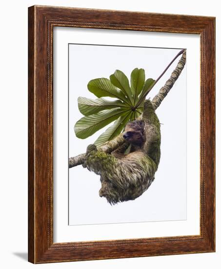 Three-toed sloth hanging from tree, Sarapiqui, Costa Rica-Panoramic Images-Framed Photographic Print