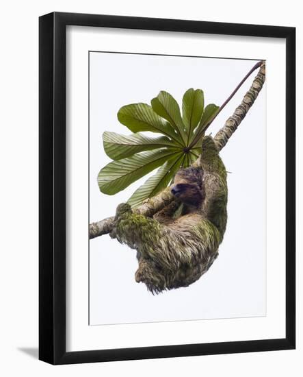 Three-toed sloth hanging from tree, Sarapiqui, Costa Rica-Panoramic Images-Framed Photographic Print