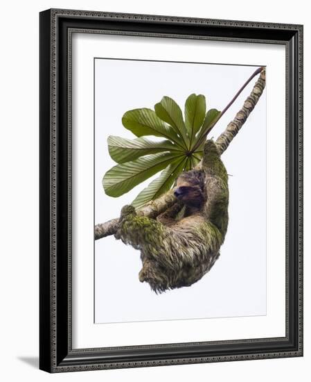 Three-toed sloth hanging from tree, Sarapiqui, Costa Rica-Panoramic Images-Framed Photographic Print