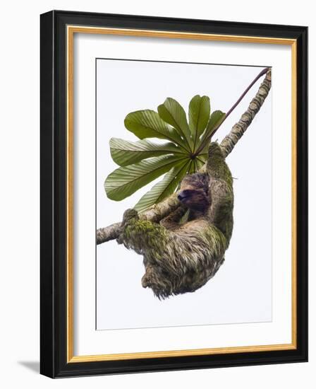 Three-toed sloth hanging from tree, Sarapiqui, Costa Rica-Panoramic Images-Framed Photographic Print