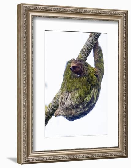 Three-toed sloth on tree branch, Sarapiqui, Costa Rica-Panoramic Images-Framed Photographic Print