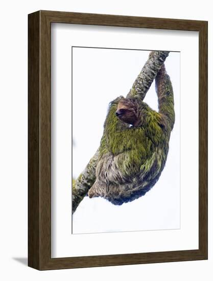 Three-toed sloth on tree branch, Sarapiqui, Costa Rica-Panoramic Images-Framed Photographic Print