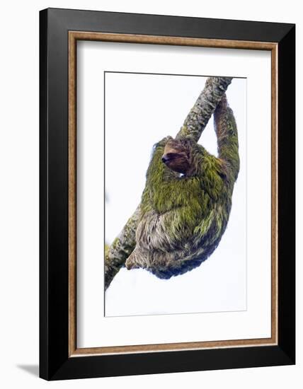 Three-toed sloth on tree branch, Sarapiqui, Costa Rica-Panoramic Images-Framed Photographic Print
