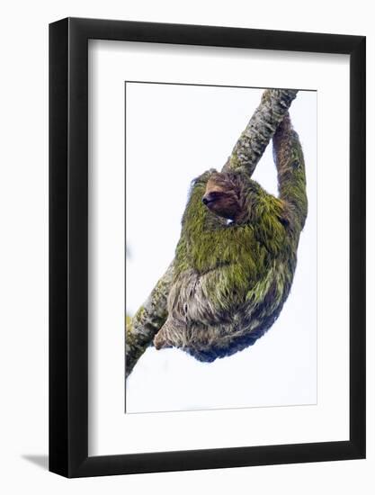 Three-toed sloth on tree branch, Sarapiqui, Costa Rica-Panoramic Images-Framed Photographic Print