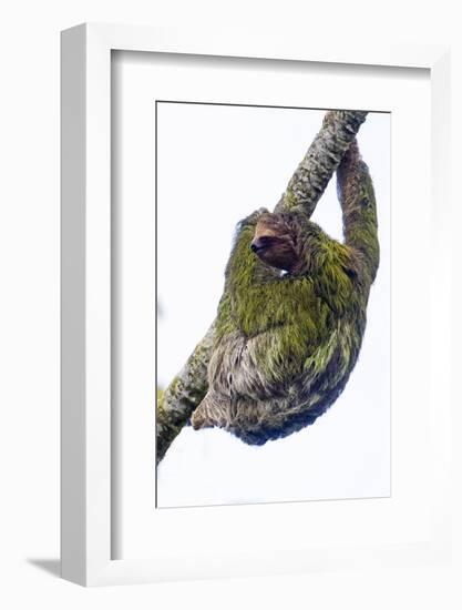 Three-toed sloth on tree branch, Sarapiqui, Costa Rica-Panoramic Images-Framed Photographic Print