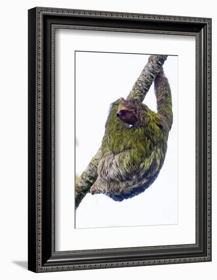 Three-toed sloth on tree branch, Sarapiqui, Costa Rica-Panoramic Images-Framed Photographic Print