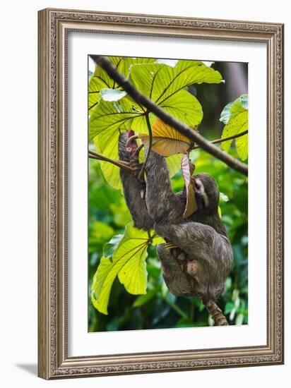 Three-Toed Sloth, Sarapiqui, Costa Rica-null-Framed Photographic Print