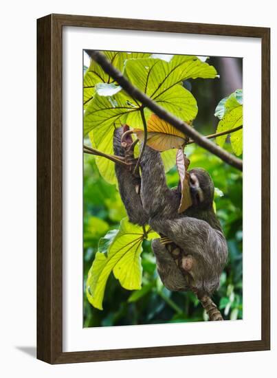 Three-Toed Sloth, Sarapiqui, Costa Rica-null-Framed Photographic Print