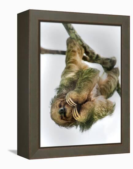 Three-Toed Sloth, Sarapiqui, Costa Rica-null-Framed Premier Image Canvas