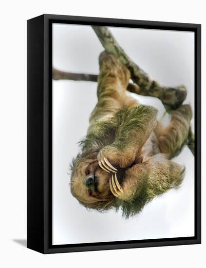 Three-Toed Sloth, Sarapiqui, Costa Rica-null-Framed Premier Image Canvas