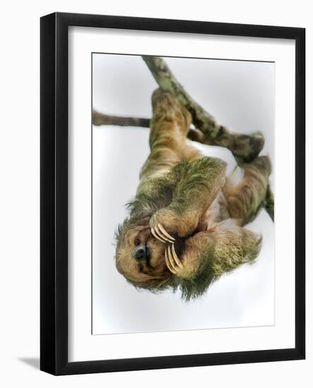 Three-Toed Sloth, Sarapiqui, Costa Rica-null-Framed Photographic Print