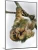 Three-Toed Sloth, Sarapiqui, Costa Rica-null-Mounted Photographic Print