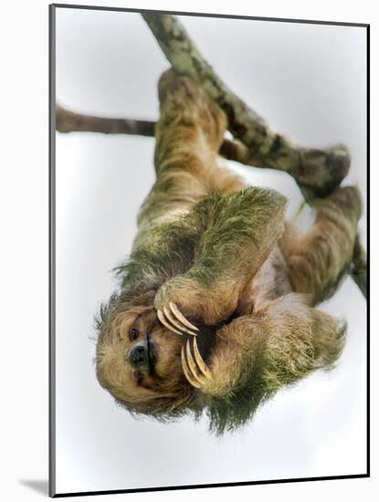 Three-Toed Sloth, Sarapiqui, Costa Rica-null-Mounted Photographic Print