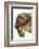 Three-Toed Sloth, Sarapiqui, Costa Rica-Panoramic Images-Framed Photographic Print