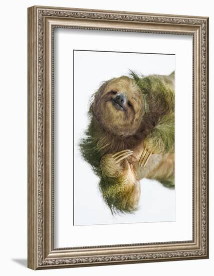 Three-Toed Sloth, Sarapiqui, Costa Rica-Panoramic Images-Framed Photographic Print