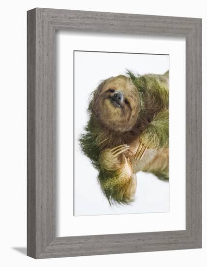 Three-Toed Sloth, Sarapiqui, Costa Rica-Panoramic Images-Framed Photographic Print