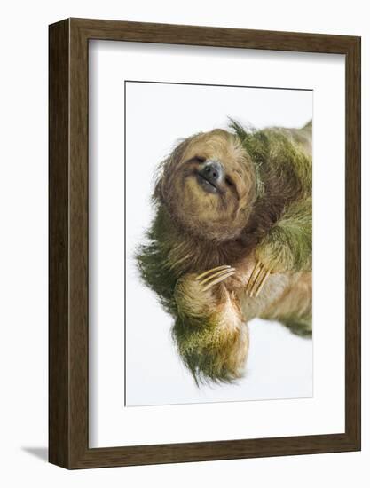 Three-Toed Sloth, Sarapiqui, Costa Rica-Panoramic Images-Framed Photographic Print