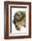 Three-Toed Sloth, Sarapiqui, Costa Rica-Panoramic Images-Framed Photographic Print