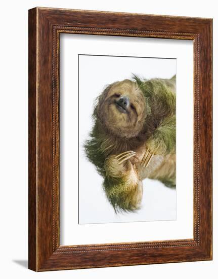Three-Toed Sloth, Sarapiqui, Costa Rica-Panoramic Images-Framed Photographic Print