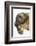 Three-Toed Sloth, Sarapiqui, Costa Rica-Panoramic Images-Framed Photographic Print