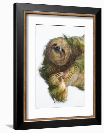 Three-Toed Sloth, Sarapiqui, Costa Rica-Panoramic Images-Framed Photographic Print