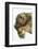 Three-Toed Sloth, Sarapiqui, Costa Rica-Panoramic Images-Framed Photographic Print