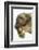 Three-Toed Sloth, Sarapiqui, Costa Rica-Panoramic Images-Framed Photographic Print