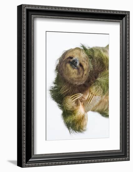 Three-Toed Sloth, Sarapiqui, Costa Rica-Panoramic Images-Framed Photographic Print