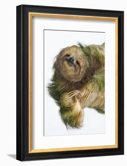 Three-Toed Sloth, Sarapiqui, Costa Rica-Panoramic Images-Framed Photographic Print