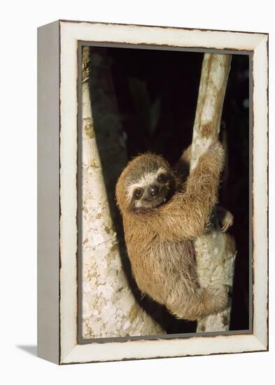 Three-Toed Sloth-null-Framed Premier Image Canvas