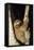 Three-Toed Sloth-null-Framed Premier Image Canvas